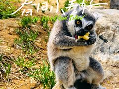 -北京野生动物园