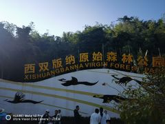 -西双版纳原始森林公园