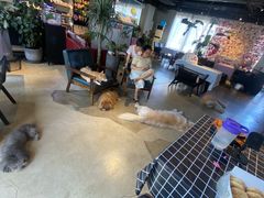 -百好乐宠物友好餐厅(朝外大街店)