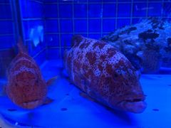 -協成海鮮火鍋(老店)