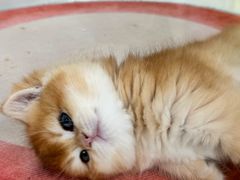 -青奢宠物·青奢猫舍