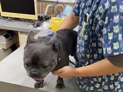 -爱侣宠医·鹦鹉专科·小型哺乳类·异宠专科(灵石路店)