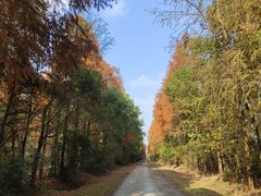 -上海海湾国家森林公园