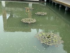 -青枫公园