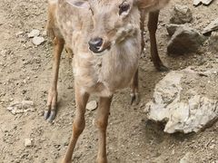 -栾川竹海野生动物园