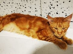 -喵园·猫主题咖啡厅·撸猫·猫咖(国贸店)