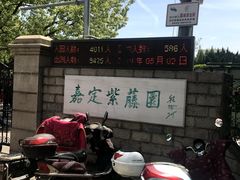 -嘉定紫藤园
