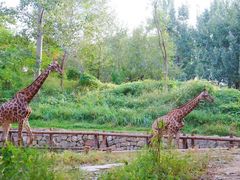 -北京野生动物园