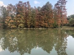 -池杉湖湿地公园
