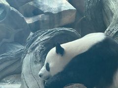 -武汉动物园