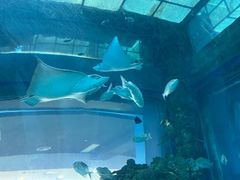 -乐从天佑城海洋馆