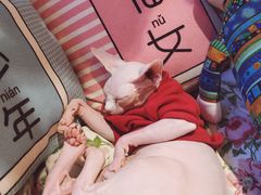 -藏猫猫咖啡主题馆(中央大道店)