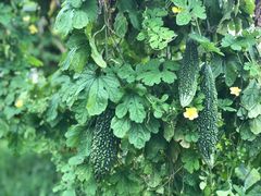 -上膳源有机农场