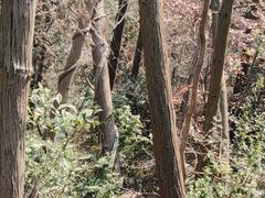 -青龙山国家森林公园