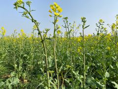 -汉长安城未央宫国家考古遗址公园