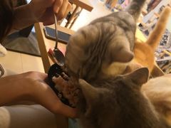 -平行世界·猫咖(首经贸店)