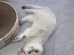 -猫大福·Fortune Cat猫舍(百子湾店)