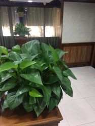 -YESIDO椰岛造型烫发染发