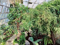 -北京植物园-展览温室