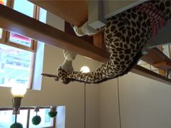 长颈鹿咖啡-长颈鹿咖啡(大学路店)