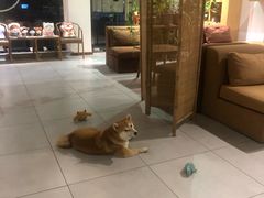 -柴务处·柴犬主题狗咖