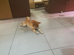 大堂-柴务处·柴犬主题狗咖