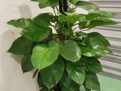 -宝力豪健身(中粮广场店)