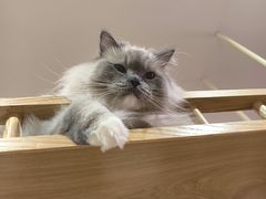 -滚猫咖啡·猫咖·猫友好撸猫(未来城店)