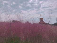 -杭州湾海上花田景区