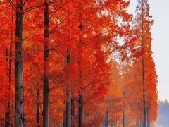 -黄海国家森林公园