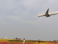 -空港花田景区