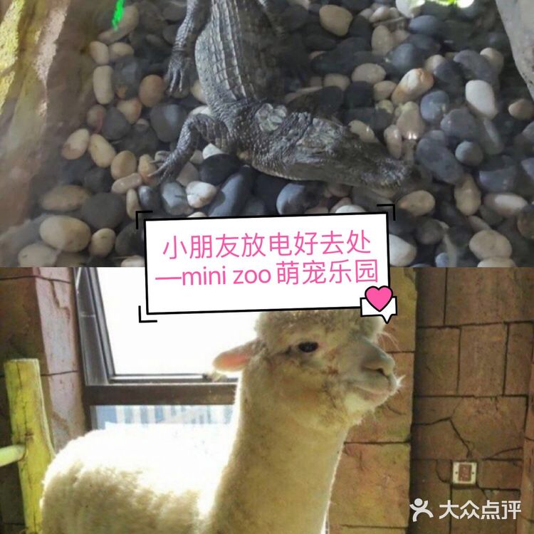 小朋友放电好去处—mini zoo萌宠王国