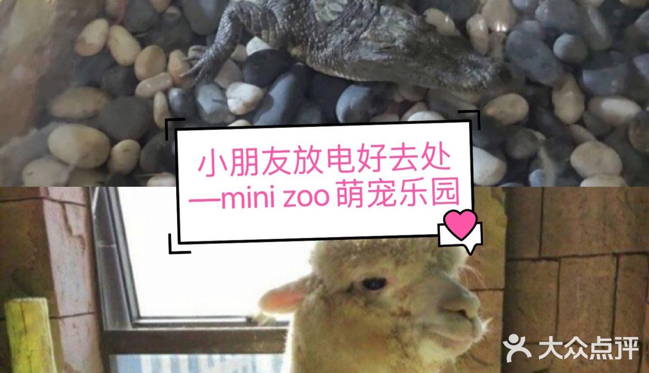 小朋友放电好去处—mini zoo萌宠王国