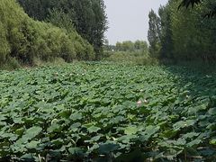 -微山湖红荷湿地景区