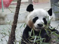 -栾川竹海野生动物园