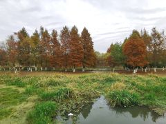 -长广溪湿地公园