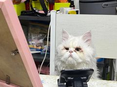 -宠物星动物医院·眼科·异宠·猫科(江南大道总院)