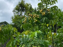 -广州神农草堂中医药博物馆