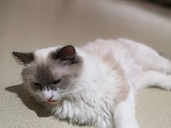 -藏猫猫咖啡主题馆(中央大道店)