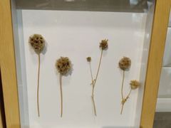 -植物学家的女儿(北马道巷店)