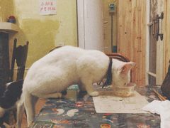 -猫色咖啡·猫咖