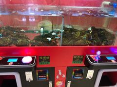 -超级物种·波龙工坊(国贸店)