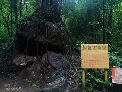 -莫里热带雨林景区