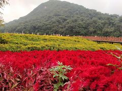 -广州市石门国家森林公园
