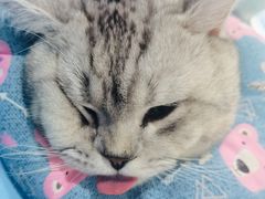 -伟伟宠物医院·CT影像中心·瑞派犬猫综合性门诊(汉口总院)