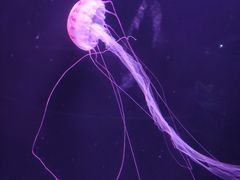 -欢乐海岸海洋奇梦馆