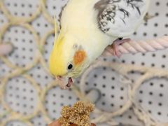 -吉丁鸟咖·异宠·寄养