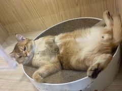 -屋虎猫馆(宝安大仟里店)