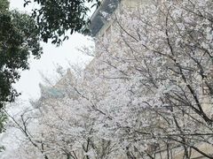 -武汉大学-樱园