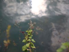 -靖西鹅泉风景区